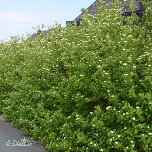 Cornus sericea Flaviramea