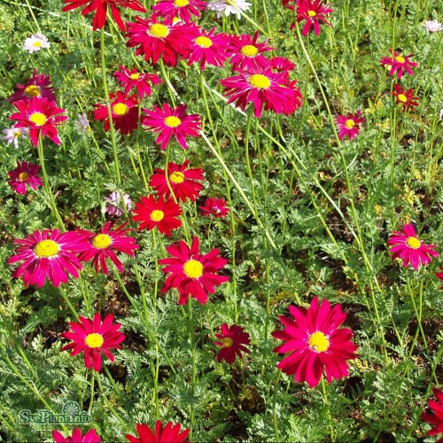 Tanacetum coccineum Robinsons Red