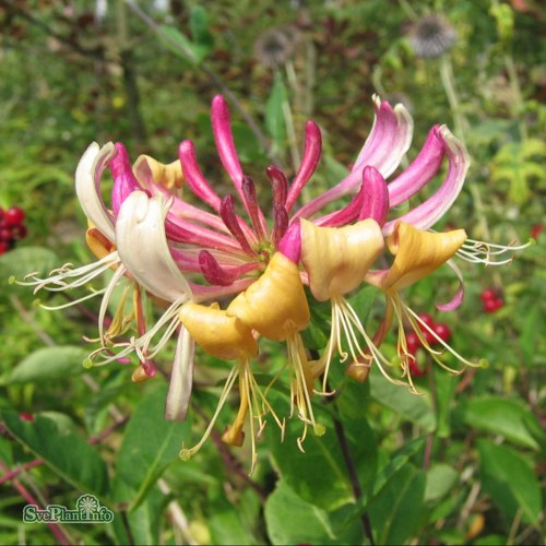 Lonicera periclymenum