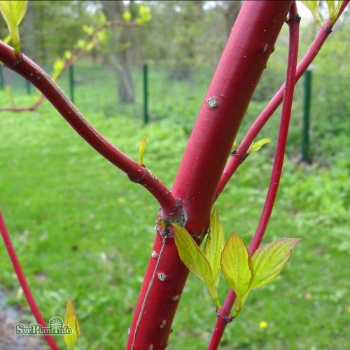 Cornus alba Sibirica