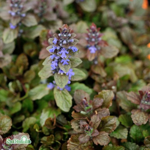 Ajuga reptans Braunherz