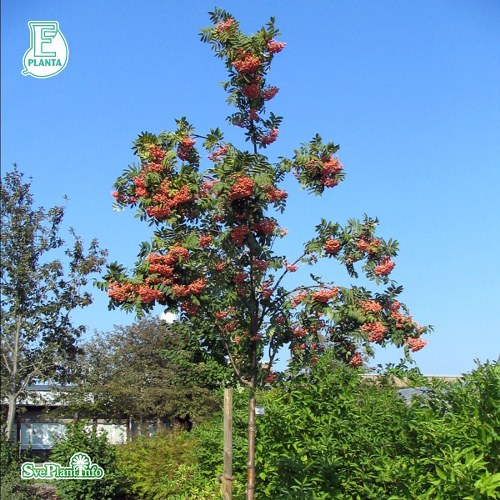 Sorbus Rosmari E