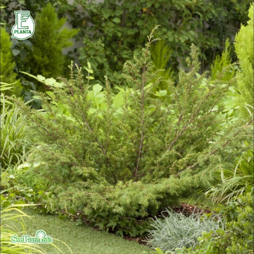 Juniperus communis FARVILL E