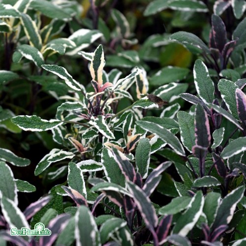 Salvia officinalis Tricolor