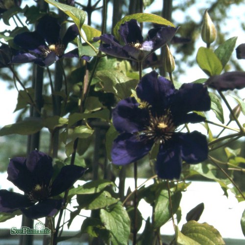 Clematis (SS) Gipsy Queen