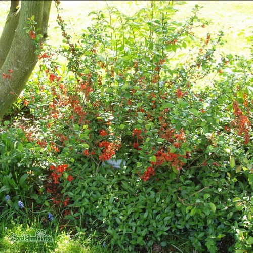 Chaenomeles japonica