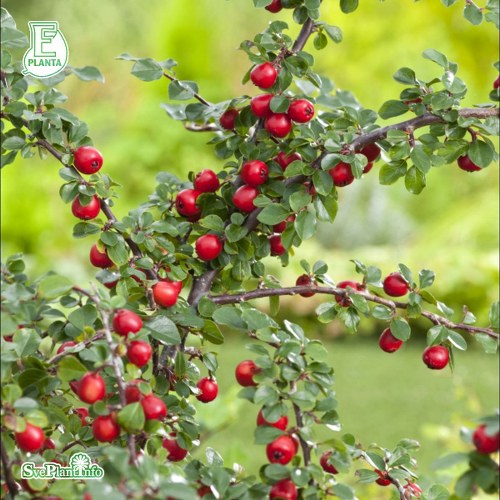 Cotoneaster apiculatus E