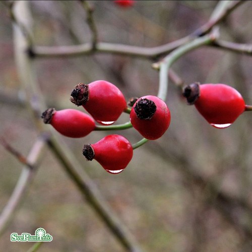 Rosa canina