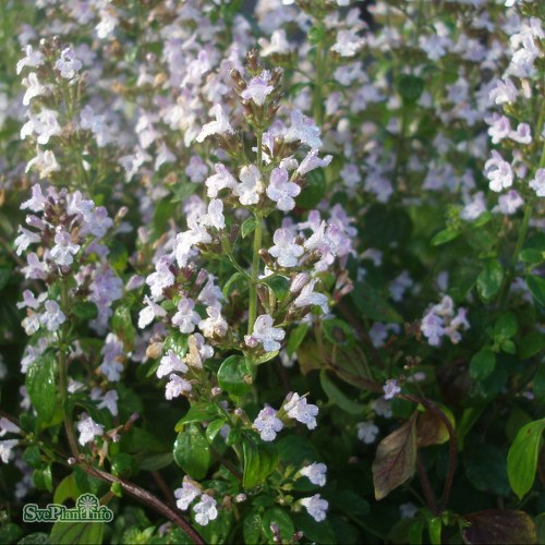 Calamintha nepeta