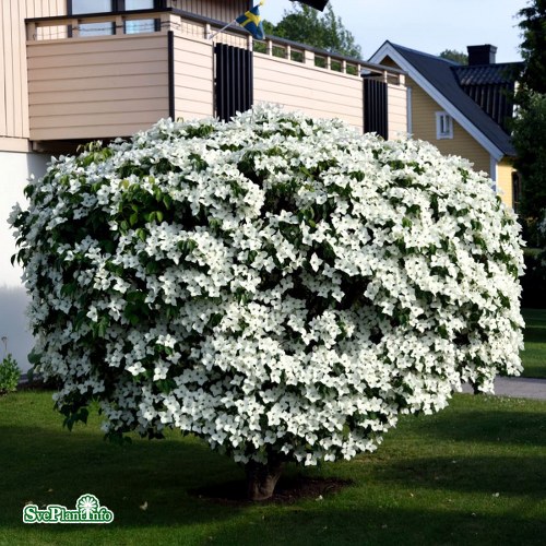 Cornus kousa var. chinensis China Girl