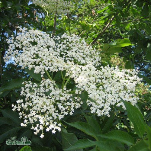 Sambucus nigra