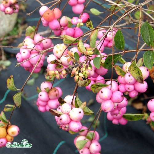 Symphoricarpos  doorenbosii Amethyst