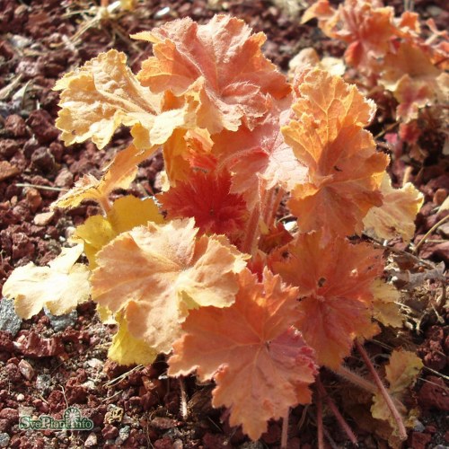 Heuchera Marmalade