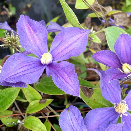 Clematis  durandii