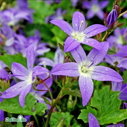 Campanula poscharskyana Stella