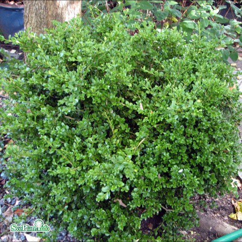 Buxus microphylla Faulkner