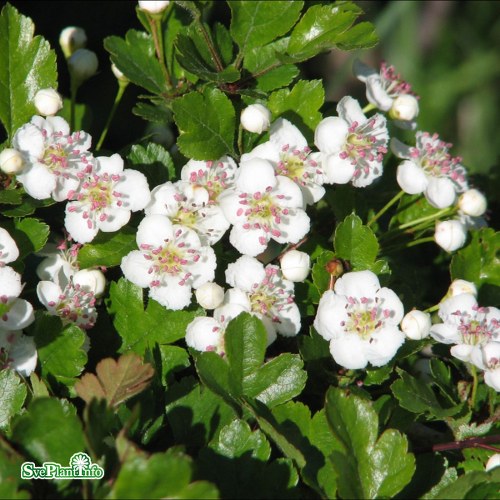 Crataegus monogyna