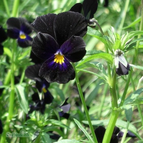 Viola (Cornuta) Molly Sanderson