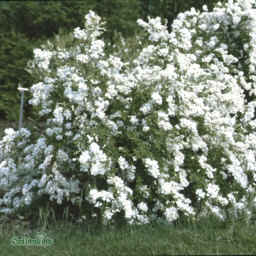 Exochorda The Bride