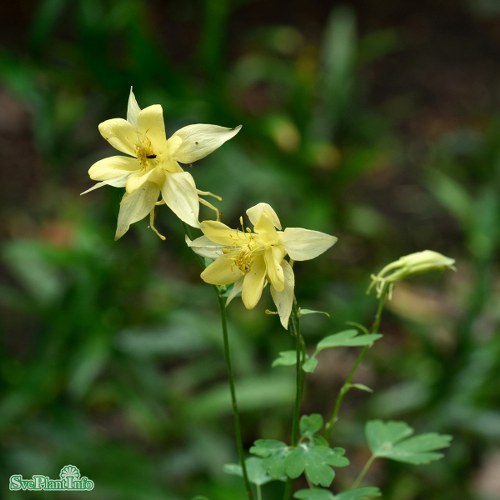 Aquilegia chrysantha Yellow Queen