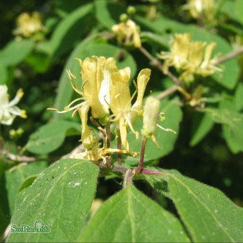 Lonicera xylosteum