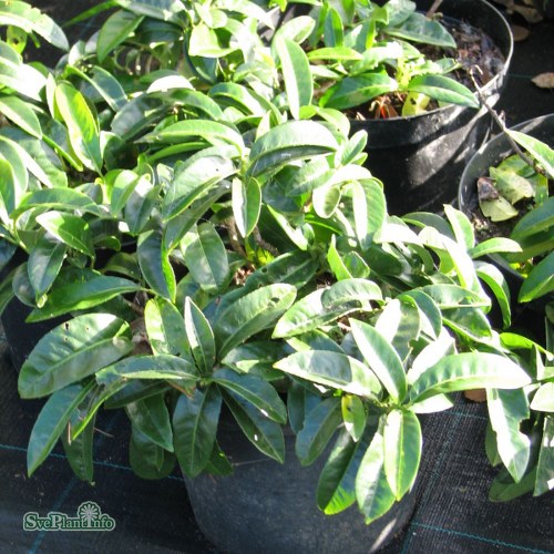 Prunus laurocerasus Mount Vernon