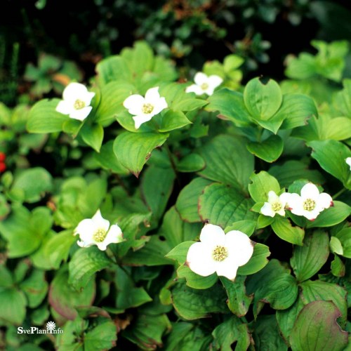 Cornus canadensis