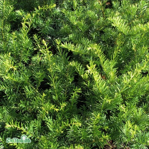 Taxus  media Green Mountain