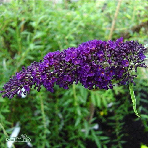 Buddleja davidii Black Knight