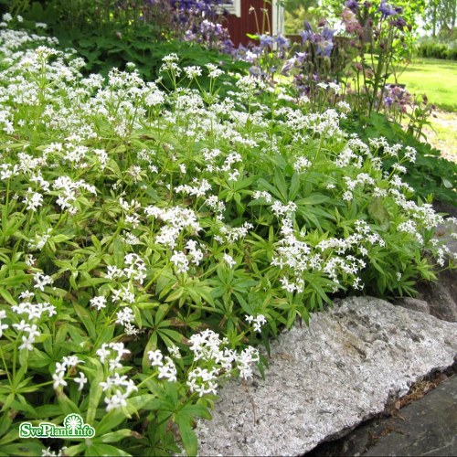 Galium odoratum