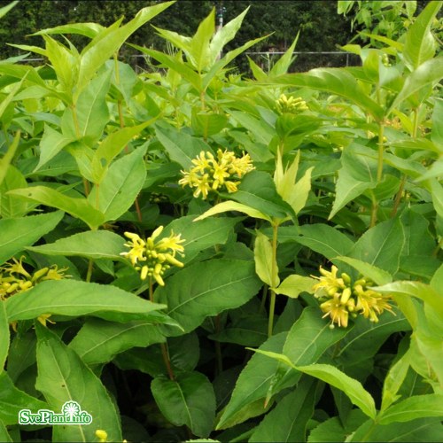 Diervilla lonicera Dilon