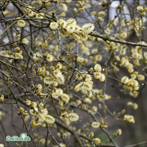 Salix caprea