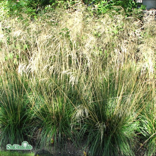 Deschampsia cespitosa Goldschleier
