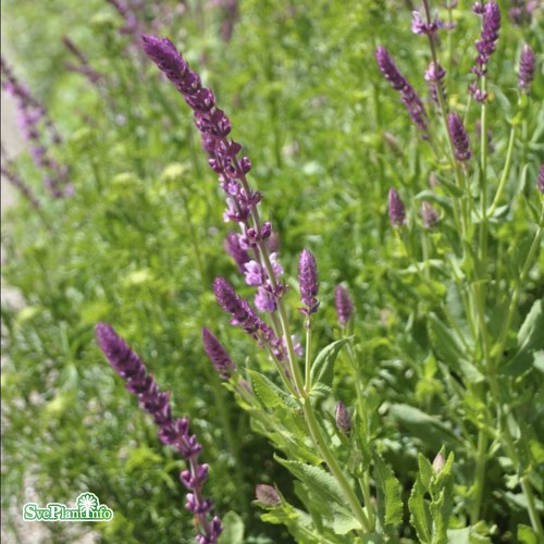 Salvia nemorosa Rosaknigin