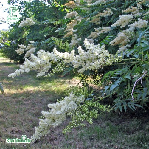 Sorbaria sorbifolia Pia E