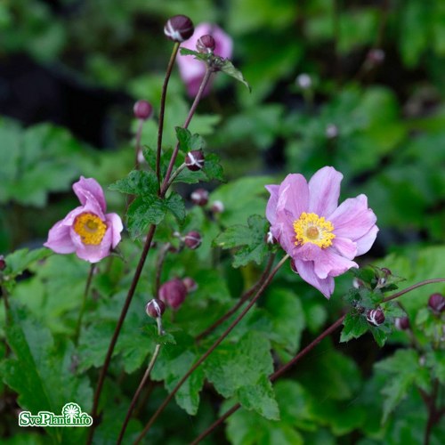 Anemone hybrida Serenade