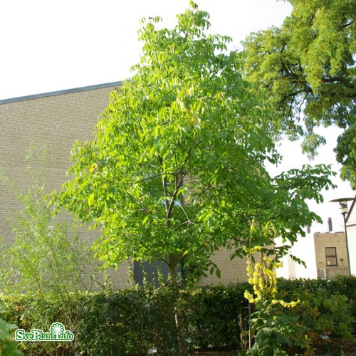 Juglans regia