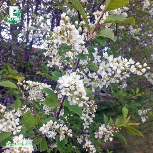 Prunus padus FK ULTUNA E