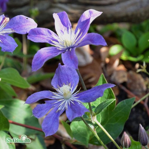 Clematis (Integrifolia) Arabella