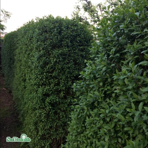 Ligustrum vulgare var. italicum Atrovirens