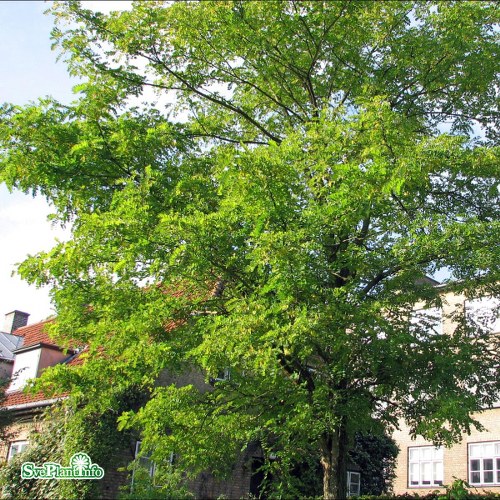 Robinia pseudoacacia