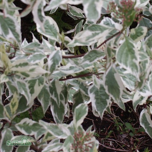 Cornus alba Elegantissima