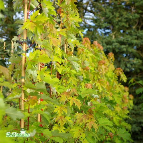 Acer saccharinum Pyramidale