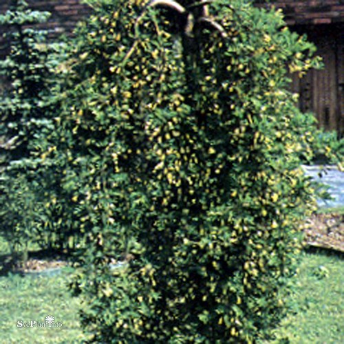 Caragana arborescens Pendula