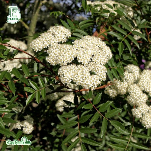 Sorbus commixta Carmencita E