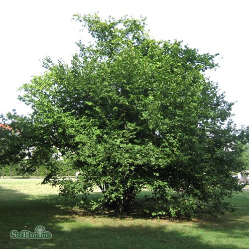 Corylus avellana