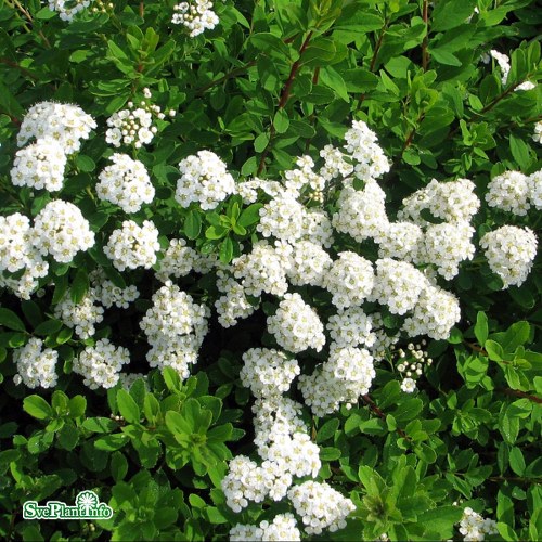 Spiraea nipponica Snowmound