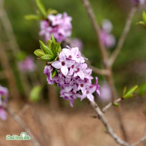 Daphne mezereum