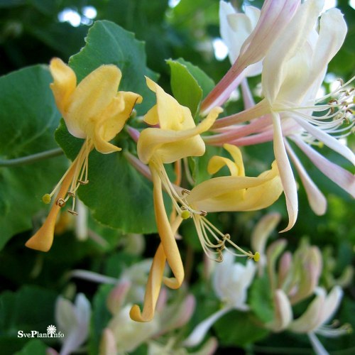 Lonicera caprifolium