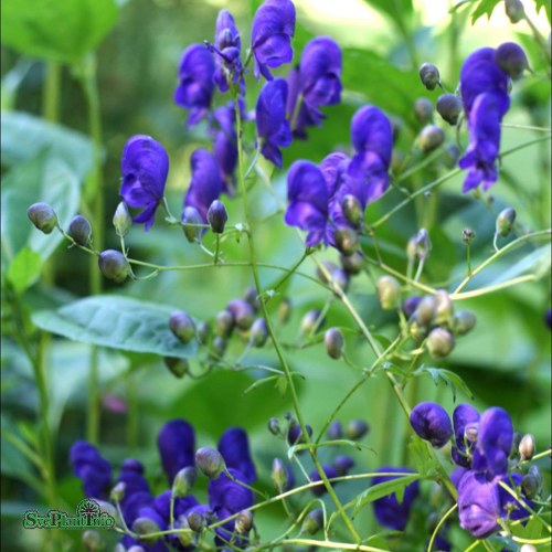 Aconitum cammarum Sparks Variety